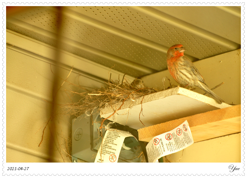 ȸ  house finch nesting