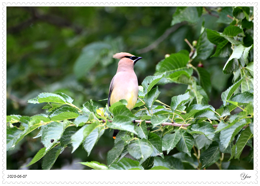 cedar waxwing