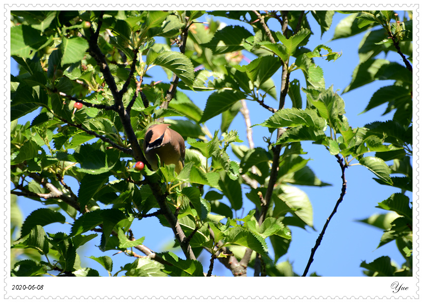 cedar waxwing