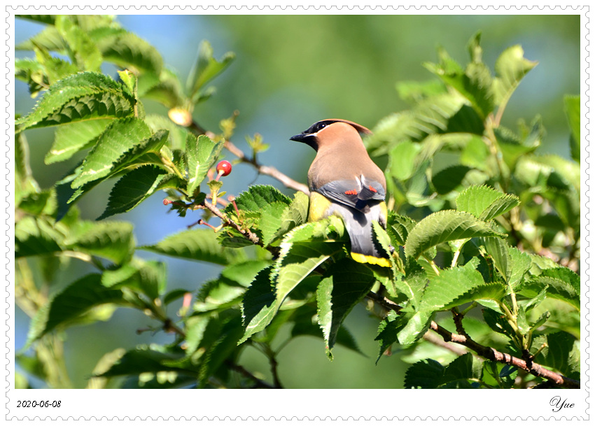 cedar waxwing