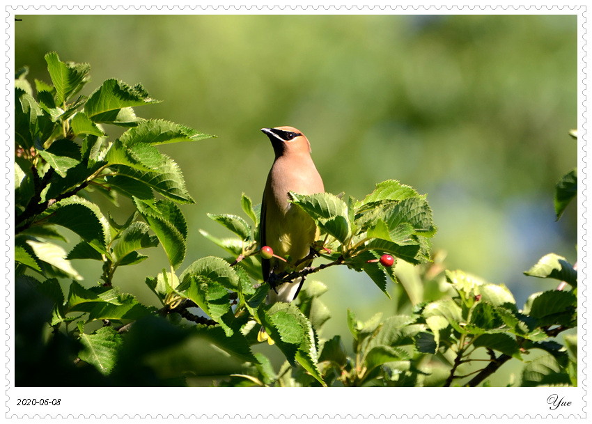 cedar waxwing