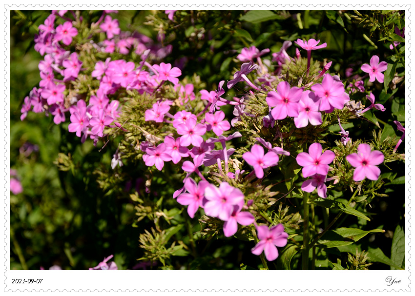 Stevens-Coolidge House & Gardens