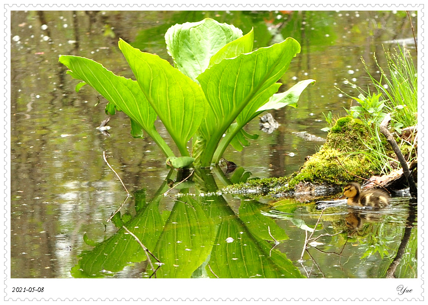 СѼduckling