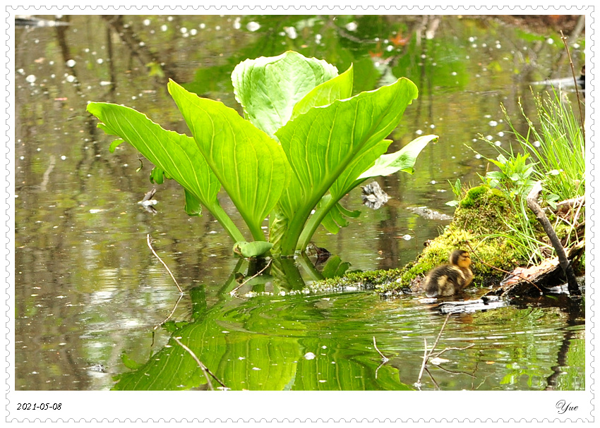 СѼduckling