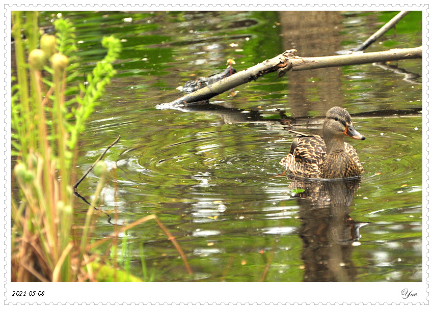 СѼduckling