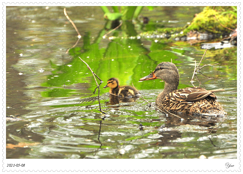 СѼduckling