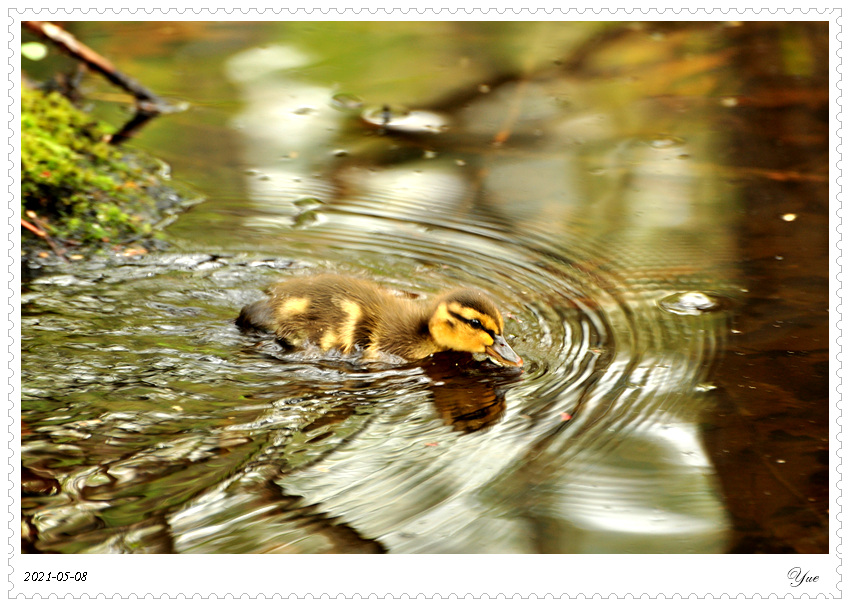 СѼduckling