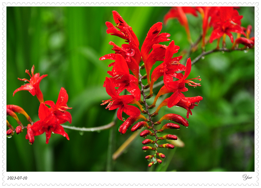 Crocosmia  Lucifer, ǻ