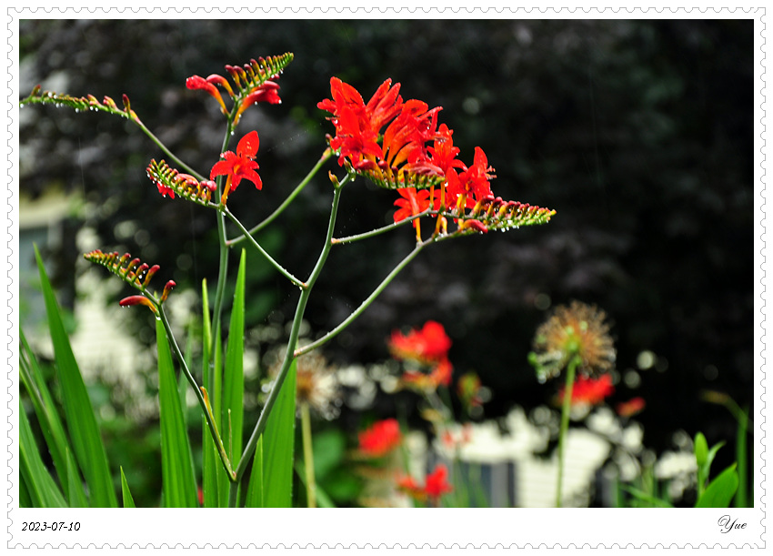 Crocosmia  Lucifer, ǻ