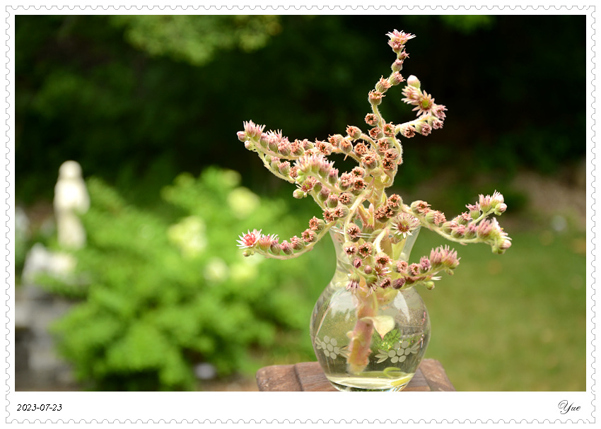 hens and chicks plant