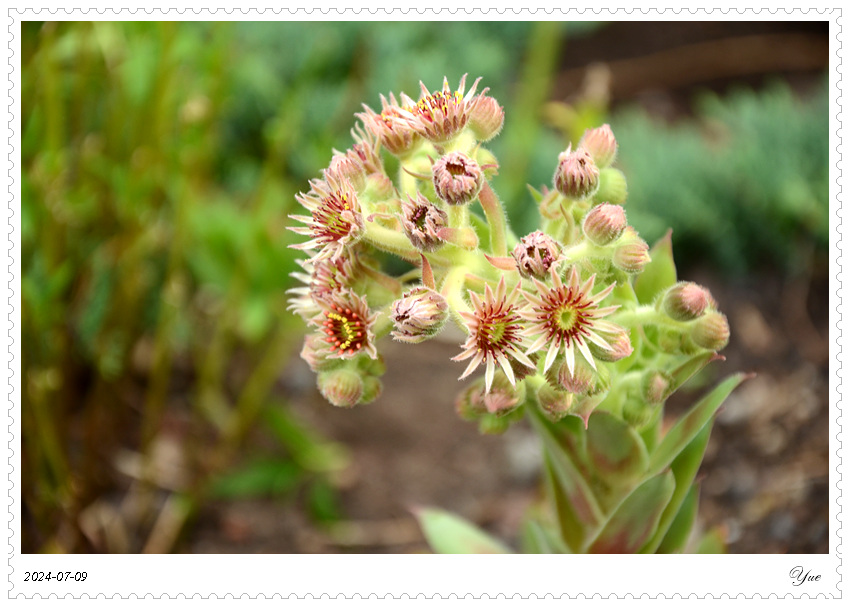 hens and chicks plant