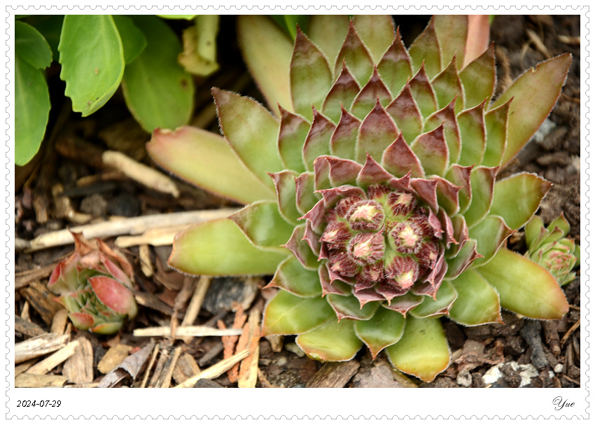 hens and chicks plant