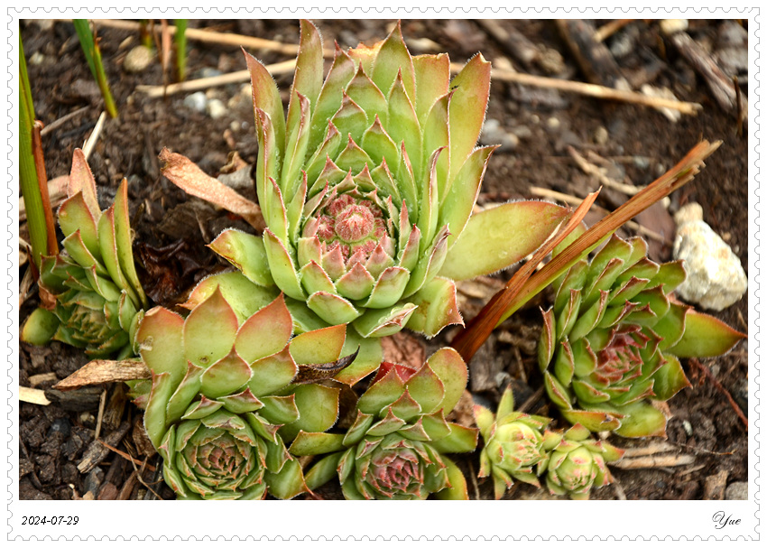 hens and chicks plant